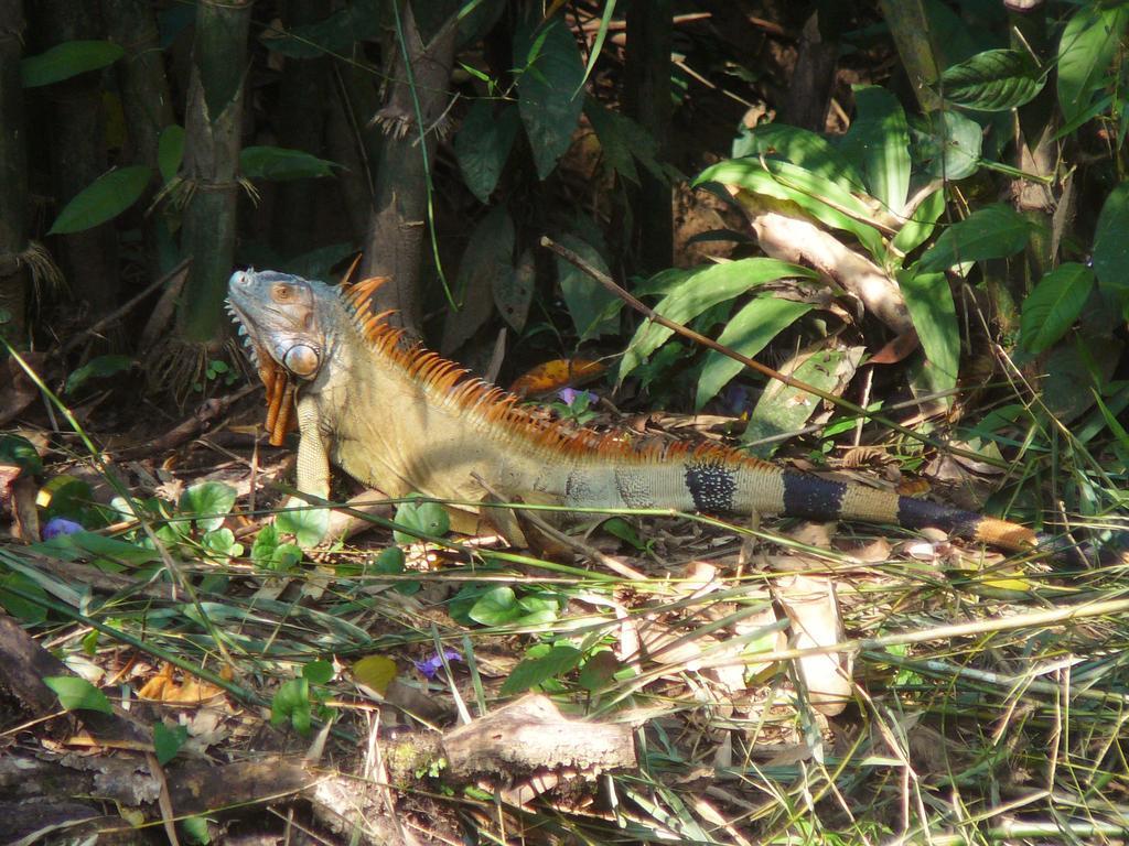 Casa Lina Sloth View Exotic Apartment With Privat Kitchen Puerto Viejo de Talamanca 客房 照片