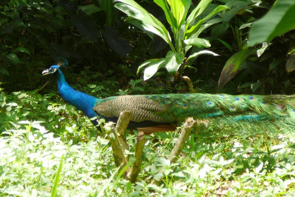 Casa Lina Sloth View Exotic Apartment With Privat Kitchen Puerto Viejo de Talamanca 客房 照片