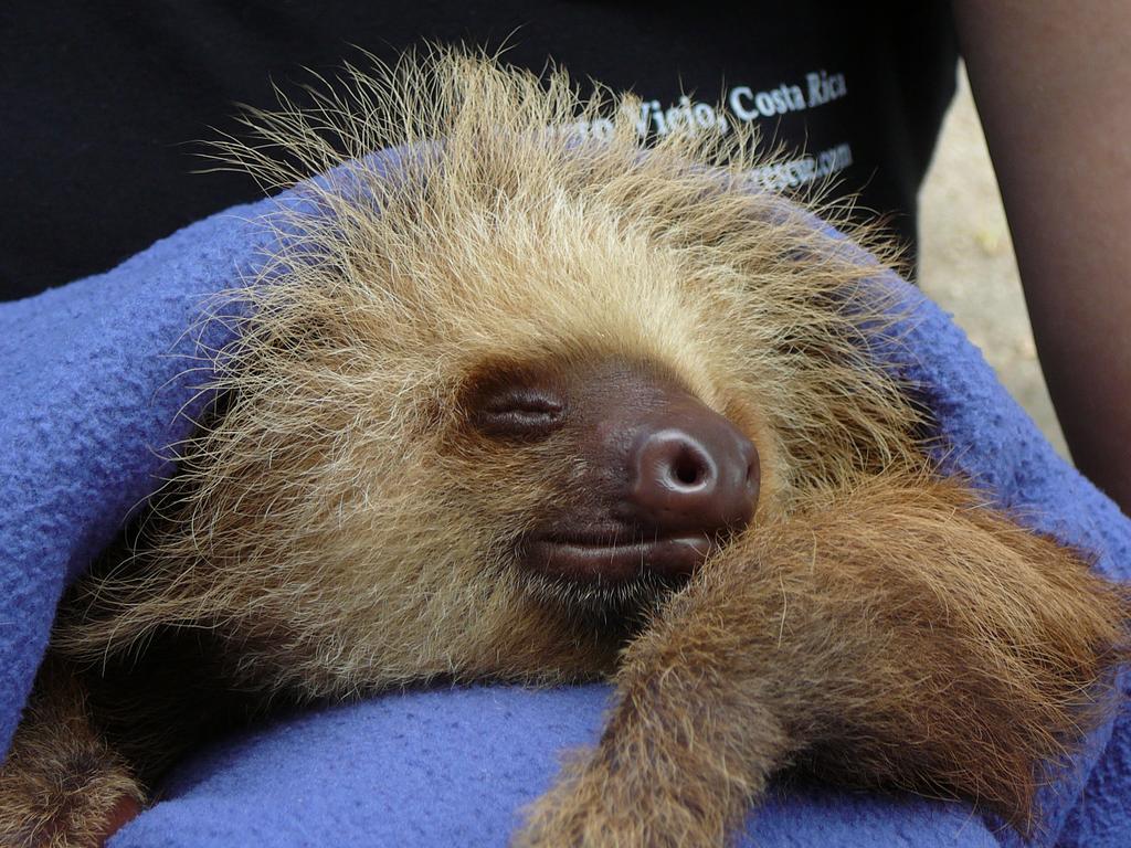 Casa Lina Sloth View Exotic Apartment With Privat Kitchen Puerto Viejo de Talamanca 客房 照片
