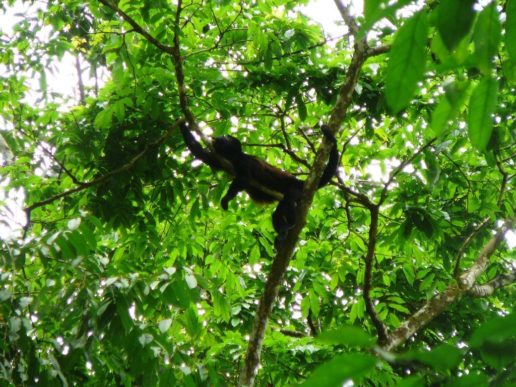 Casa Lina Sloth View Exotic Apartment With Privat Kitchen Puerto Viejo de Talamanca 客房 照片