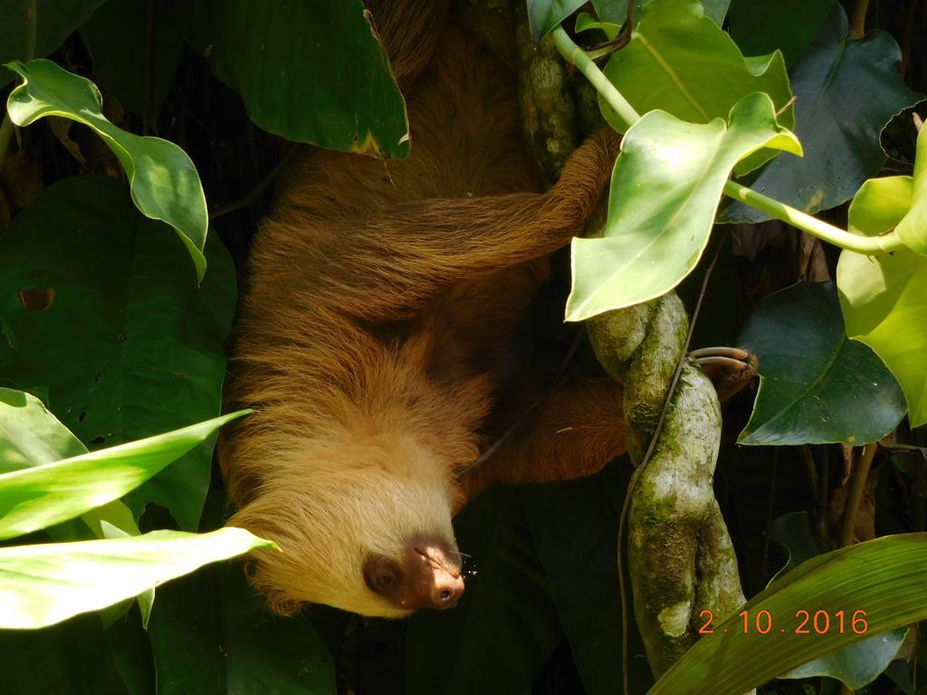 Casa Lina Sloth View Exotic Apartment With Privat Kitchen Puerto Viejo de Talamanca 外观 照片