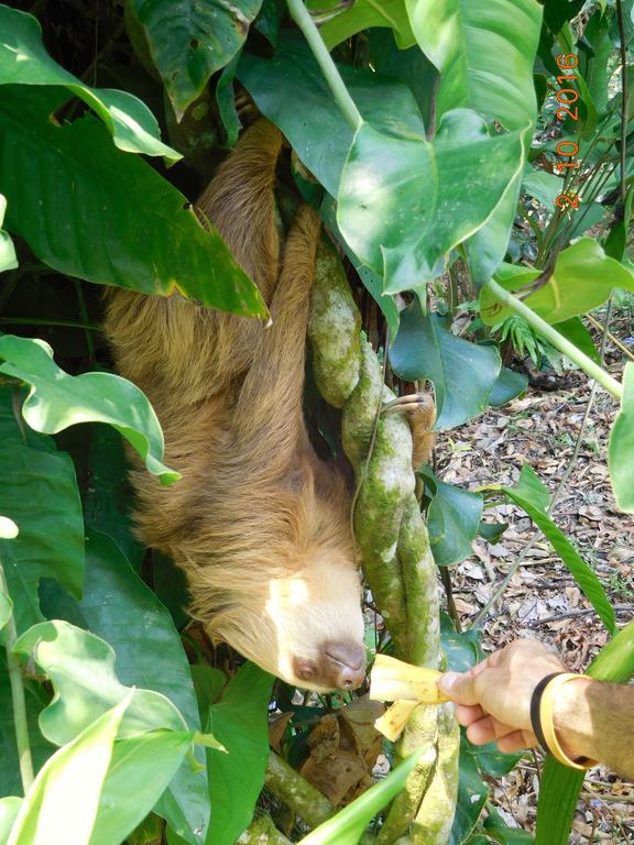 Casa Lina Sloth View Exotic Apartment With Privat Kitchen Puerto Viejo de Talamanca 外观 照片