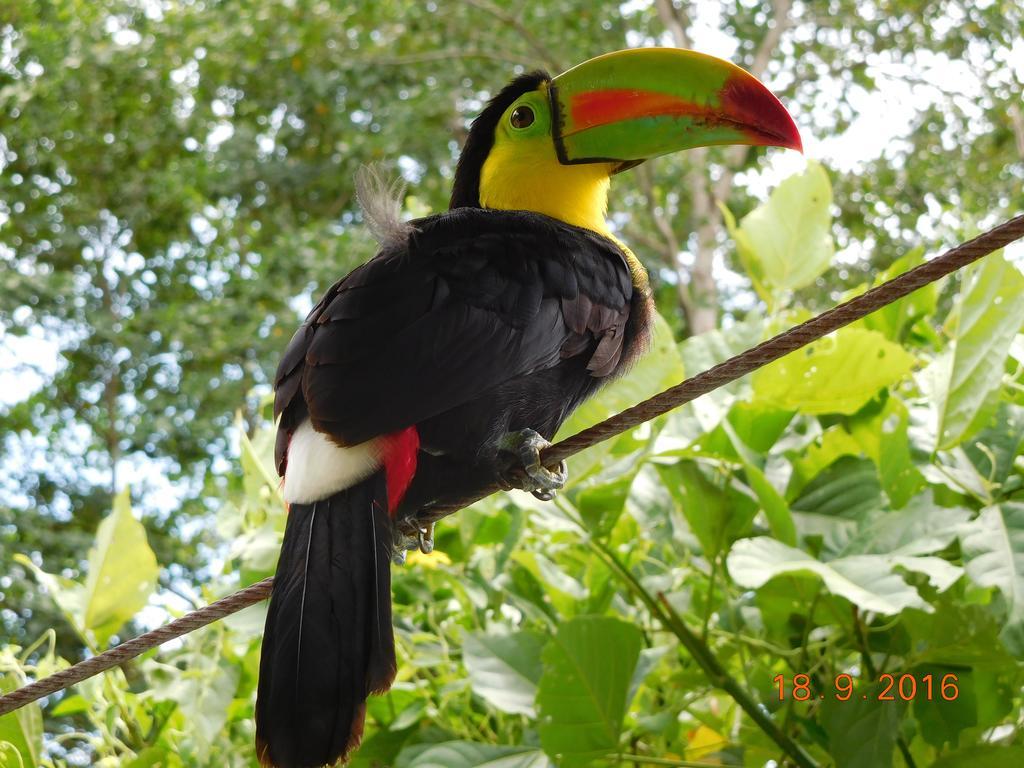 Casa Lina Sloth View Exotic Apartment With Privat Kitchen Puerto Viejo de Talamanca 外观 照片