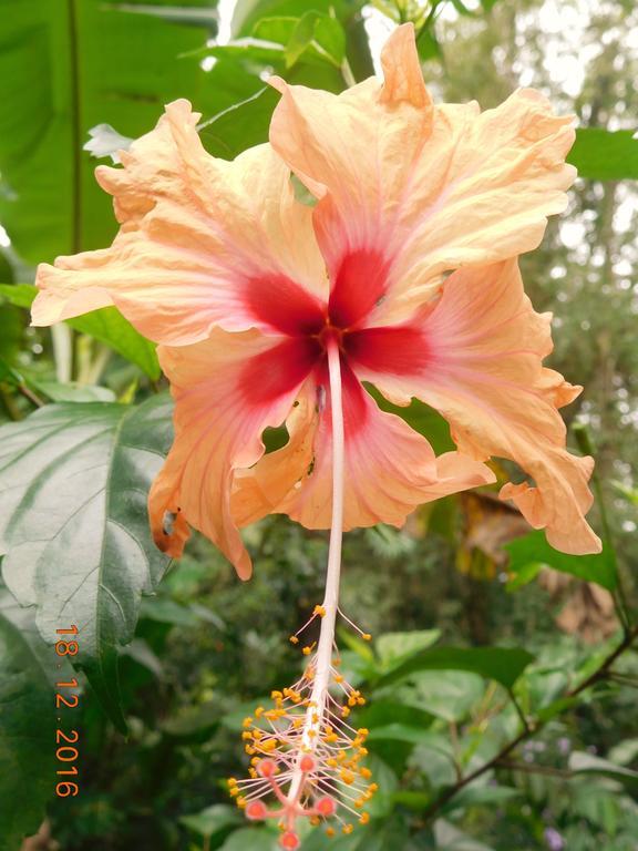 Casa Lina Sloth View Exotic Apartment With Privat Kitchen Puerto Viejo de Talamanca 外观 照片