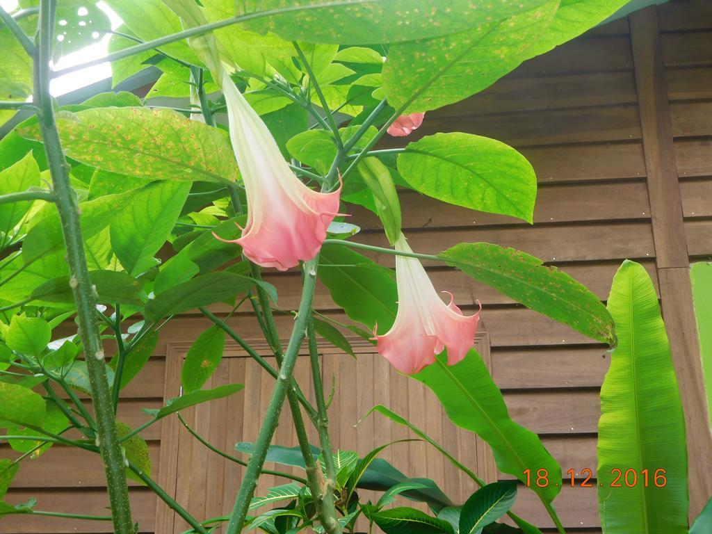 Casa Lina Sloth View Exotic Apartment With Privat Kitchen Puerto Viejo de Talamanca 外观 照片