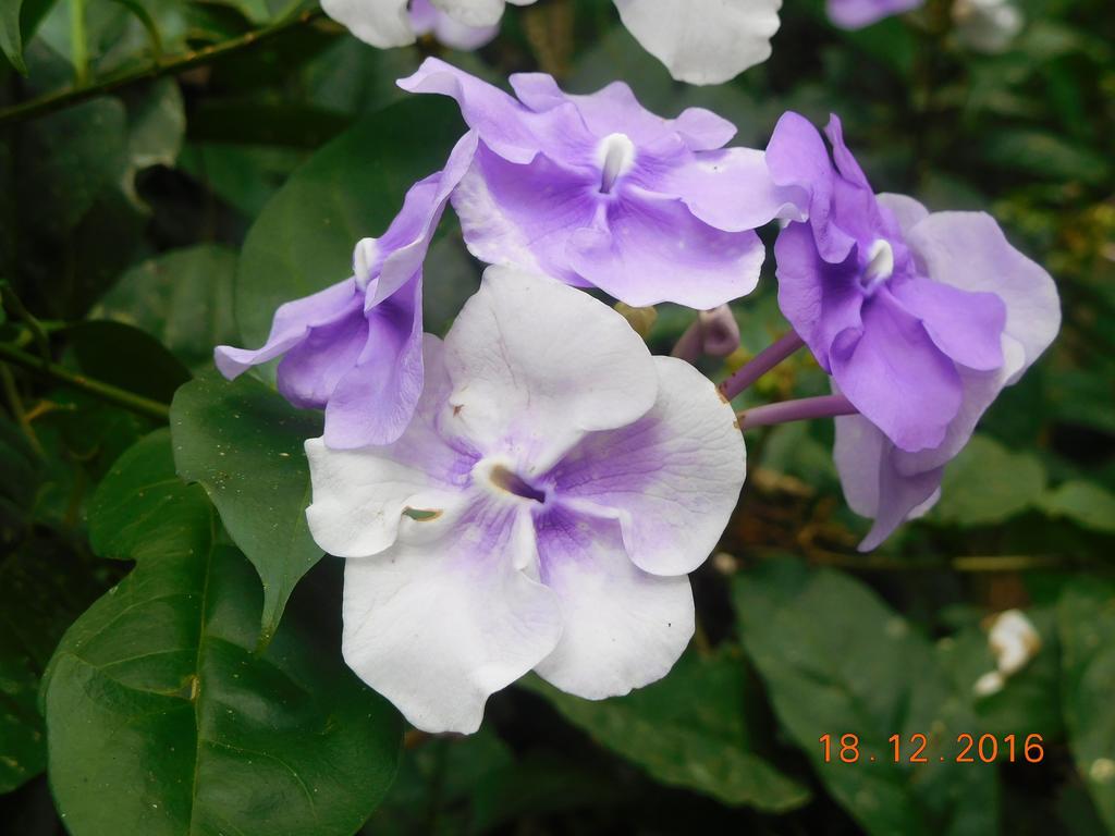 Casa Lina Sloth View Exotic Apartment With Privat Kitchen Puerto Viejo de Talamanca 外观 照片