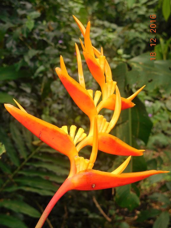 Casa Lina Sloth View Exotic Apartment With Privat Kitchen Puerto Viejo de Talamanca 外观 照片