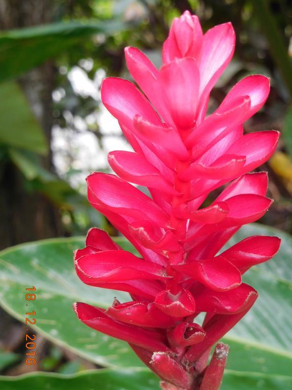 Casa Lina Sloth View Exotic Apartment With Privat Kitchen Puerto Viejo de Talamanca 外观 照片
