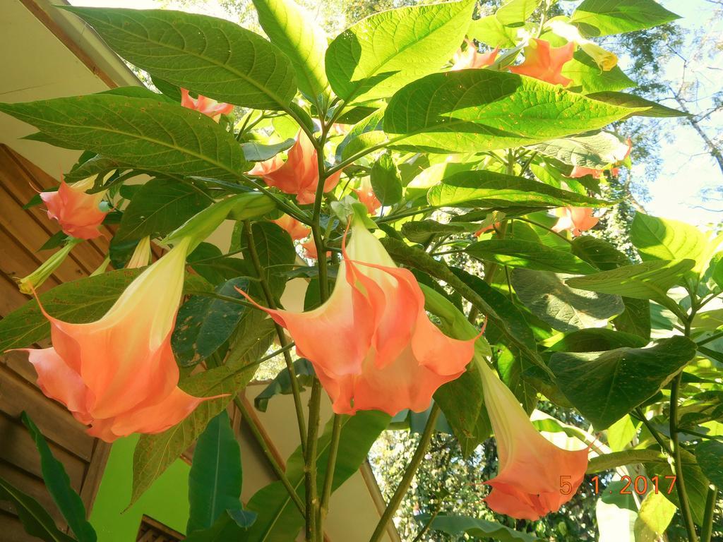 Casa Lina Sloth View Exotic Apartment With Privat Kitchen Puerto Viejo de Talamanca 外观 照片